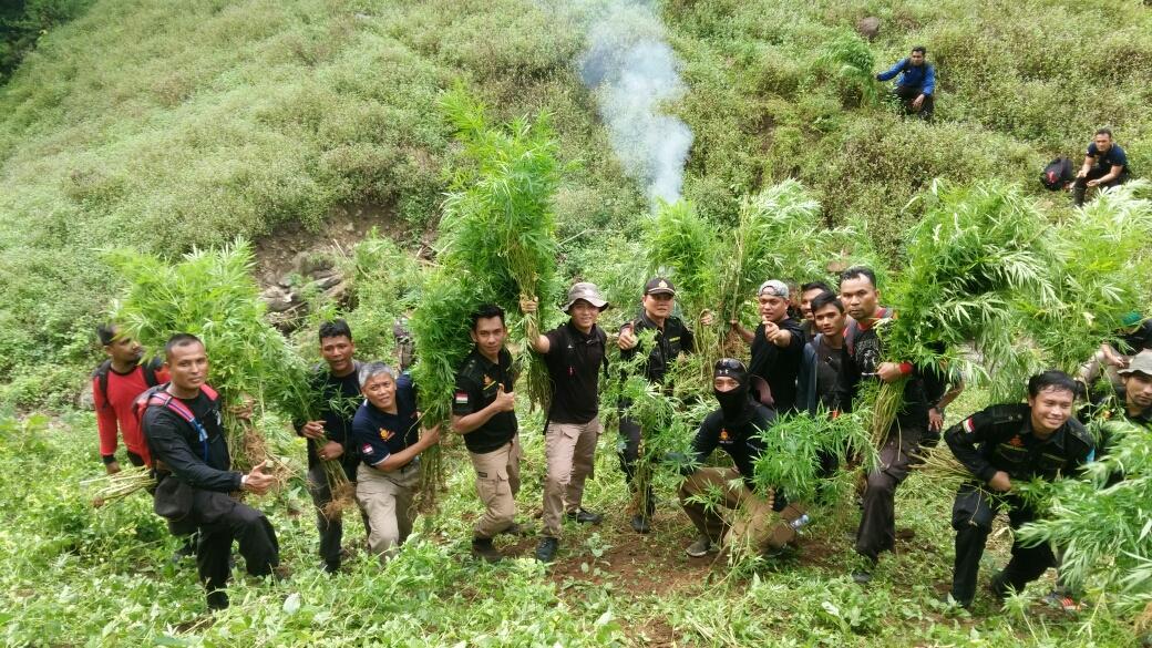 Wow, BNN Bakal Sulap Ladang Ganja di Aceh Jadi Objek Wisata