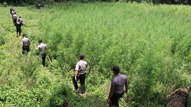 Wow, BNN Bakal Sulap Ladang Ganja di Aceh Jadi Objek Wisata
