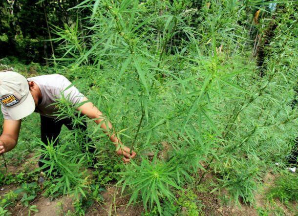 Wow, BNN Bakal Sulap Ladang Ganja di Aceh Jadi Objek Wisata