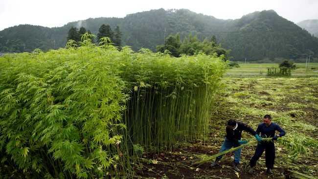 Wow, BNN Bakal Sulap Ladang Ganja di Aceh Jadi Objek Wisata
