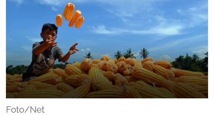 Produksi Meningkat, TGB Apresiasi Petani Jagung Di Sumbawa