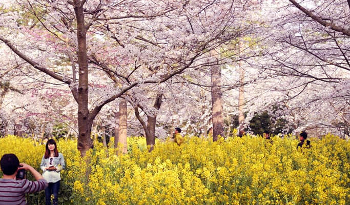 Mimpi Habiskan Spring di Korea Selatan? Cek Hot Spot-nya Dulu Nih Gan!