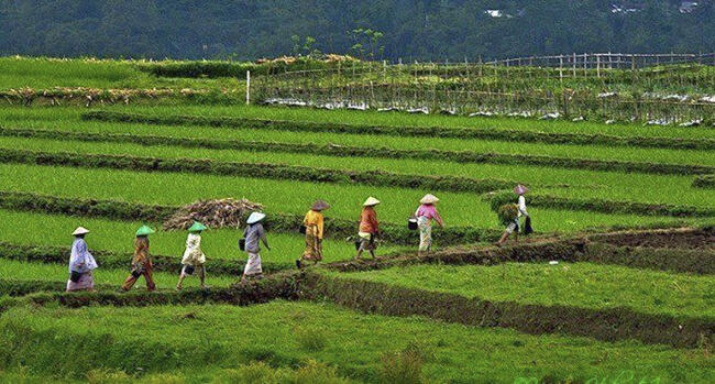 PETANI : Pahlawan Yang Terlupakan