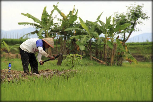 PETANI : Pahlawan Yang Terlupakan