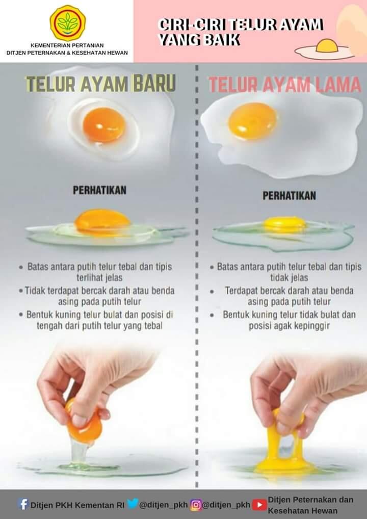 Jangan Percaya !! Kalau Ada Yang Bilang Telur Palsu Di Jual Di Pasar