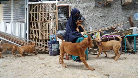 Wanita Bercadar Pemelihara 11 Anjing Jual Kripik, Suami Tak Kerja