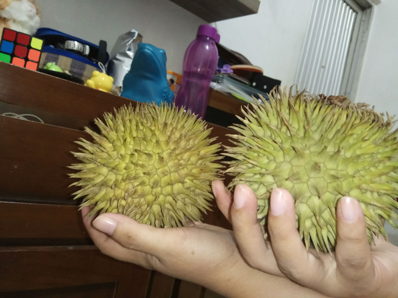 Serupa Tapi Tak Sama Ini Buah Asli Kalimantan Yang Mirip Durian