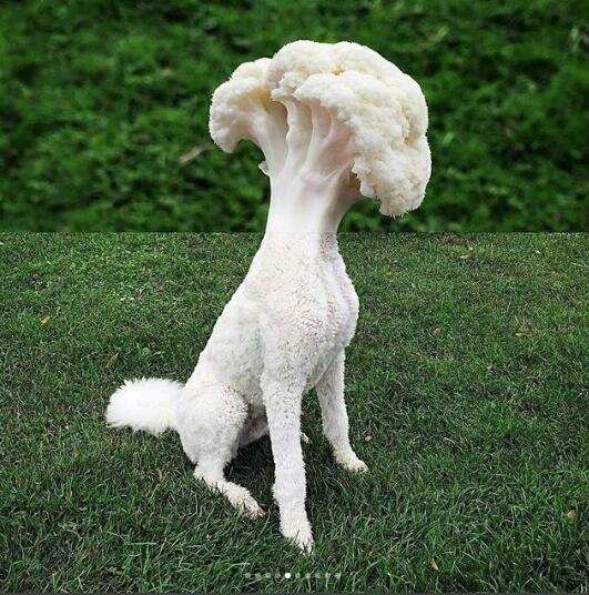 Foto Gabungan Berikut ini Akan membuatmu Gagal Paham, dan Berpikir "Oh iya ya"
