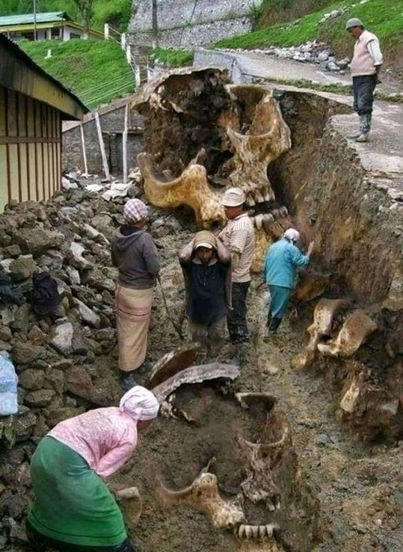 Penemuan Fosil Raksasa Purba, Gemparkan Warga Pecalukan Prigen