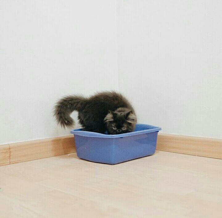 Saking Lucunya, 7 Selebgram Kucing Ini Bisa Bikin Hati Kita Meleleh