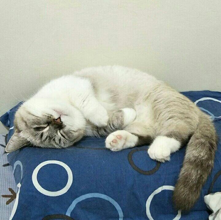 Saking Lucunya, 7 Selebgram Kucing Ini Bisa Bikin Hati Kita Meleleh