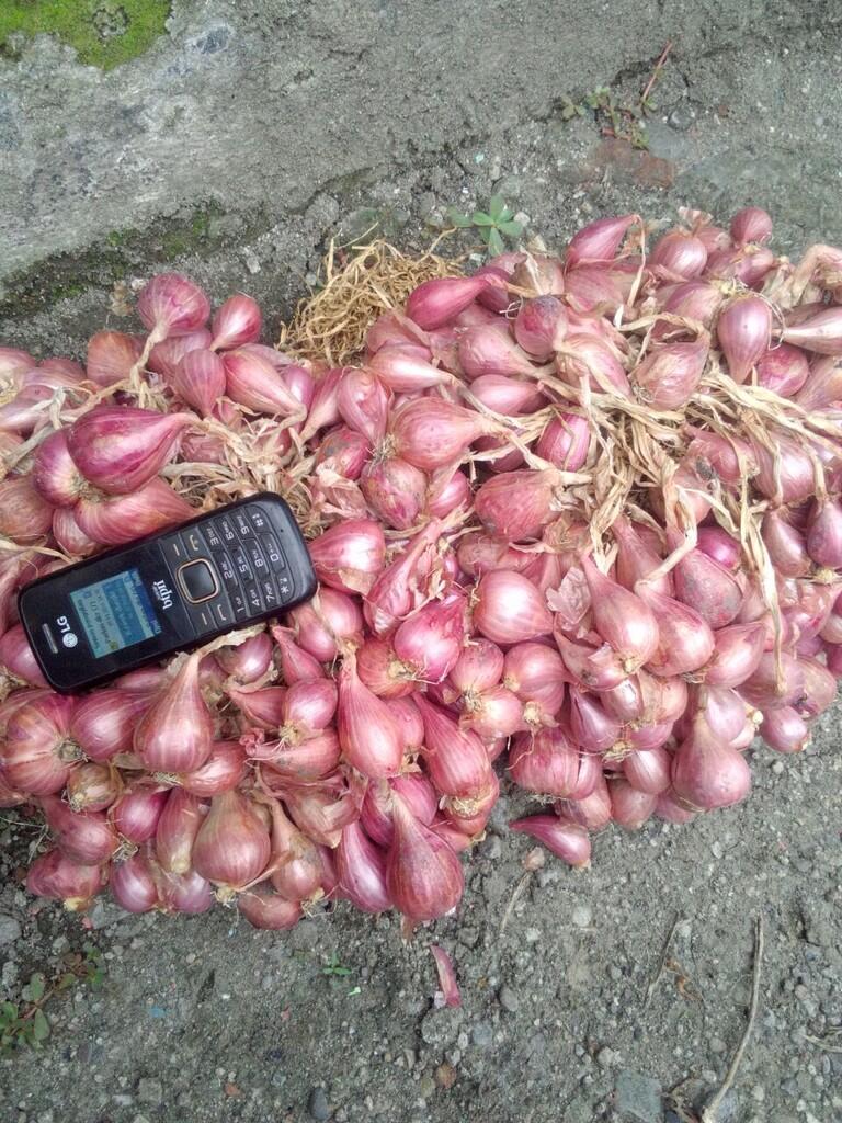 Bawang merah dan bawang putih