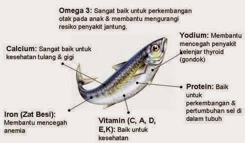 Perbedaan Ikan Sarden Dan Ikan Makarel