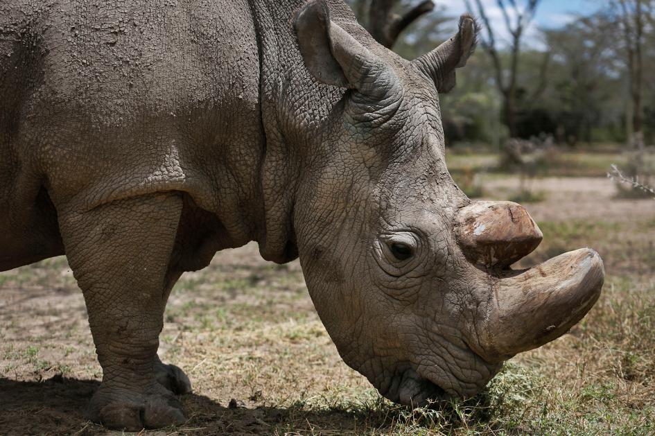 Sudan, Badak Putih Utara Jantan Terakhir Diperingati Dalam Sebuah Upacara Kematian
