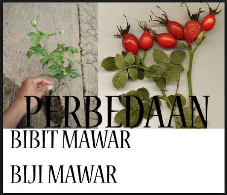 Beda bibit dan bunga mawar