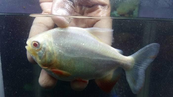 Ikan Hias Pacu Albino Yang Giginya Mirip Gigi Manusia