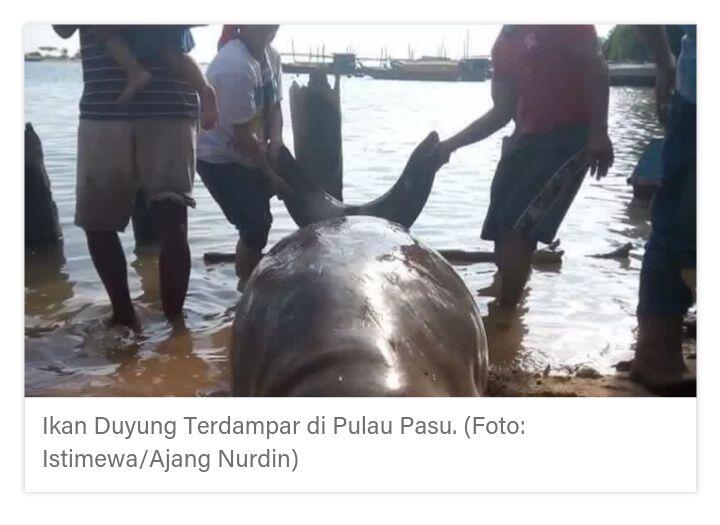 Dugong Terlihat di Perairan Pulau Kera dan Laut Sulamu Kupang