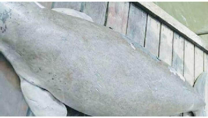 Dugong Terlihat di Perairan Pulau Kera dan Laut Sulamu Kupang
