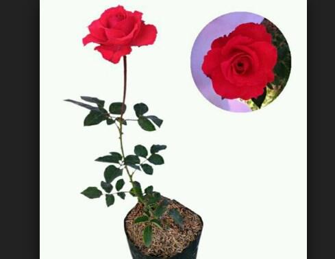 Tips menanam bunga mawar yang baru di beli