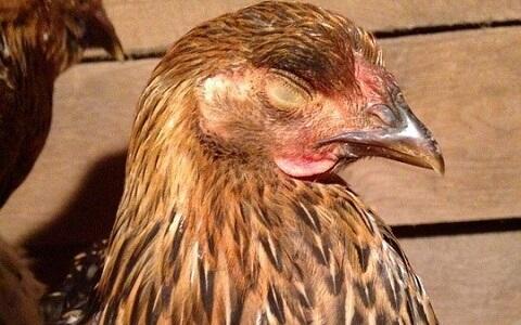 Biar gak gampang tidur ayam, Coba atasi dengan beberapa hal ini, Gan!