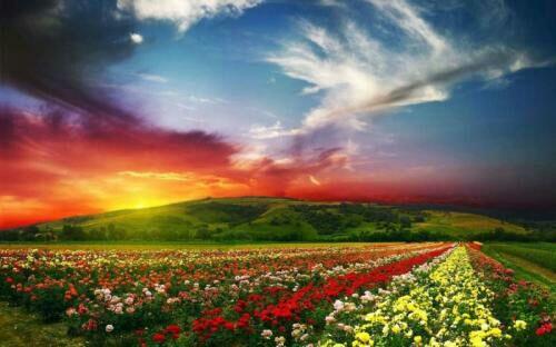 Valley of Flowers, Lembah Bunga Seindah Surga dari India