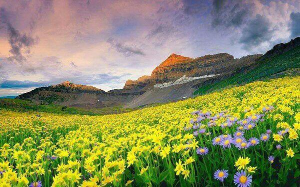 Valley of Flowers, Lembah Bunga Seindah Surga dari India