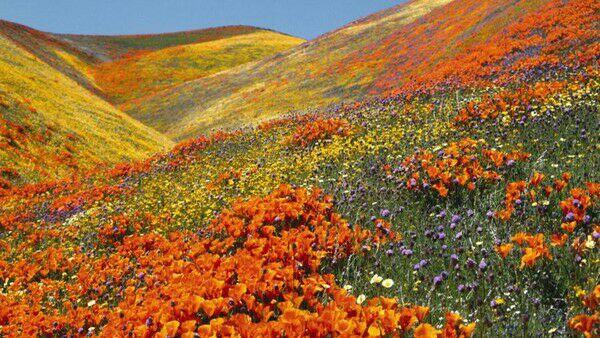 Valley of Flowers, Lembah Bunga Seindah Surga dari India