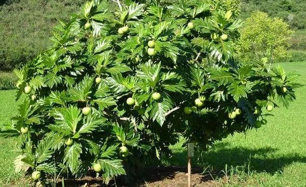 Ngeri! 5 Jenis Pohon yang Disukai Makhluk Halus, Nomor 3 dan 4 Banyak Ditanam Orang!