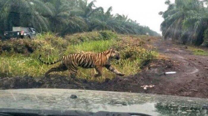 Perjuangan Seorang Perempuan 'Bersenjata' Tongkat Lolos dari Sergapan Harimau Lapar