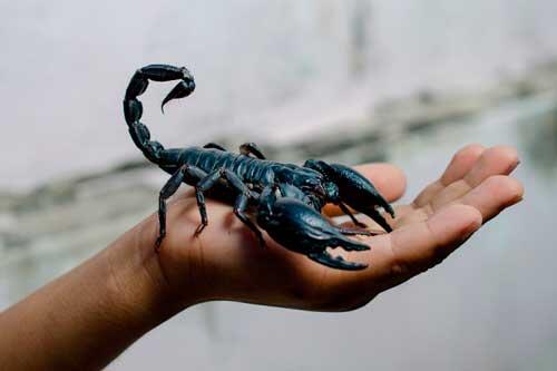 Band yang Menggunakan Nama Hewan Sebagai Namanya