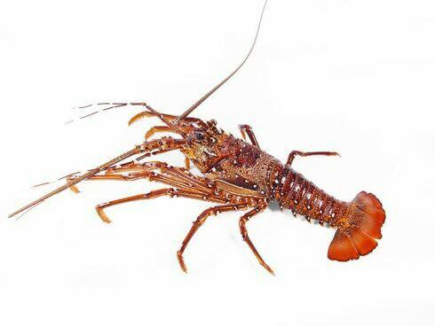Mengenal Jenis-Jenis Lobster dan Karakteristiknya
