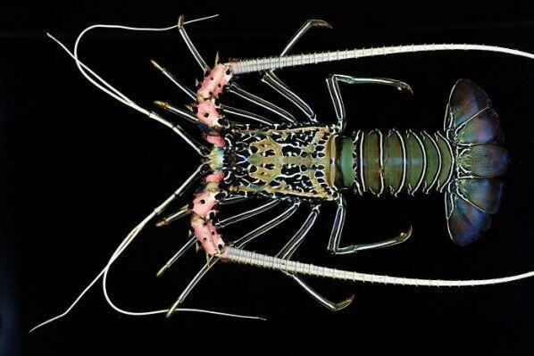 Mengenal Jenis-Jenis Lobster dan Karakteristiknya
