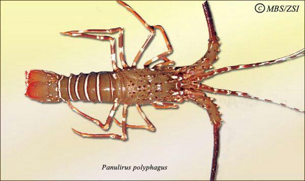 Mengenal Jenis-Jenis Lobster dan Karakteristiknya
