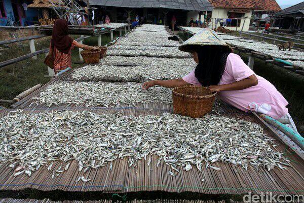 Melihat Produksi Ikan Teri di Pulau Pasaran