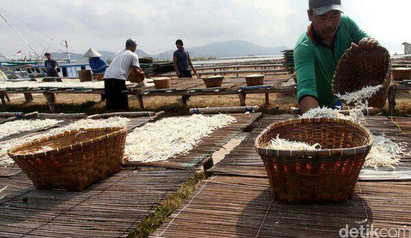Melihat Produksi Ikan Teri di Pulau Pasaran