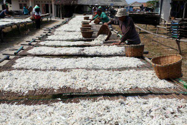Melihat Produksi Ikan Teri di Pulau Pasaran