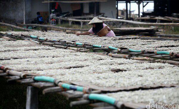 Melihat Produksi Ikan Teri di Pulau Pasaran