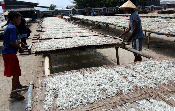 Melihat Produksi Ikan Teri di Pulau Pasaran