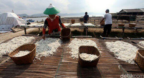 Melihat Produksi Ikan Teri di Pulau Pasaran