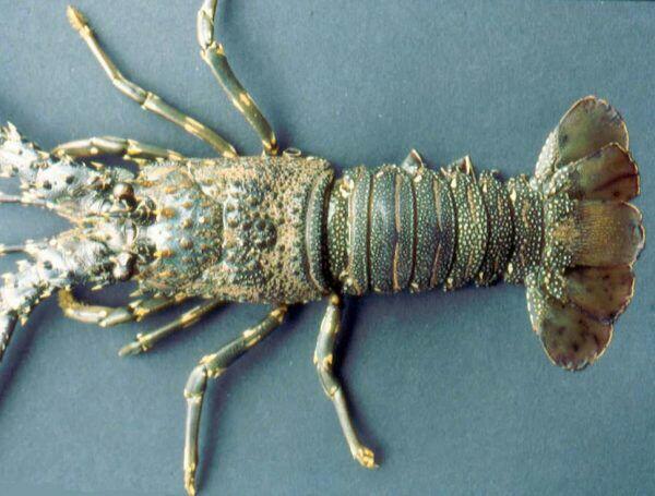 Mengenal Jenis-Jenis Lobster dan Karakteristiknya
