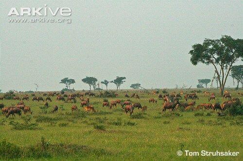 Fakta Hewan Antelope yang Bikin Salman Khan di Penjara