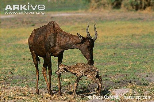 Fakta Hewan Antelope yang Bikin Salman Khan di Penjara