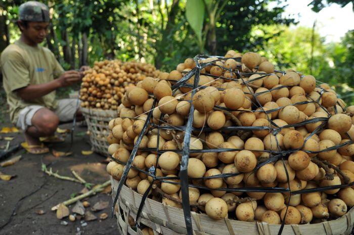 Inilah Perbedaan Buah Duku, Langsat, Kokosan.