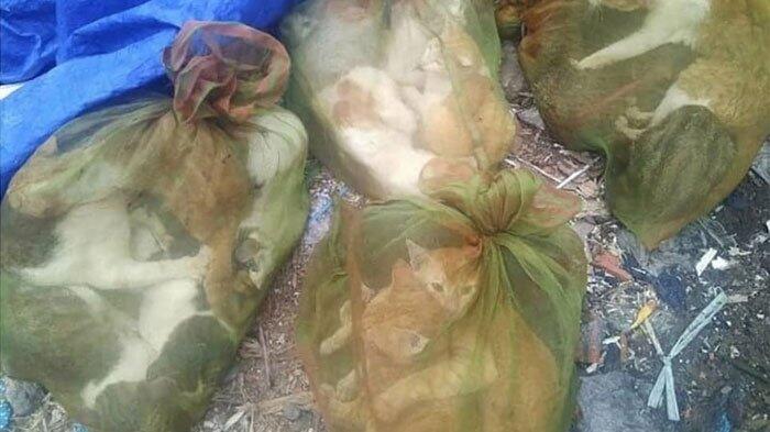 Astaga, Daging Kucing Diperjualbelikan Secara Online