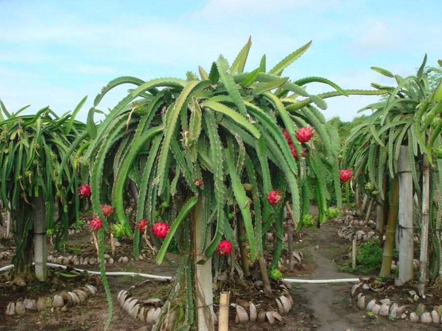 Kiat Jitu Budidaya Buah Naga