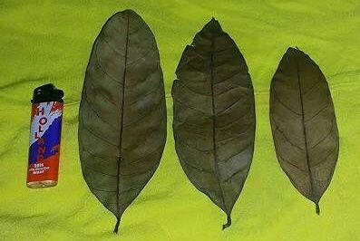 Daun-daun Yang Diyakini Punya Kekuatan Mistis