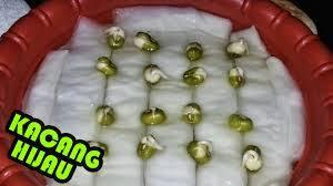 Cara Menanam Toge Untuk Konsumsi Sendiri