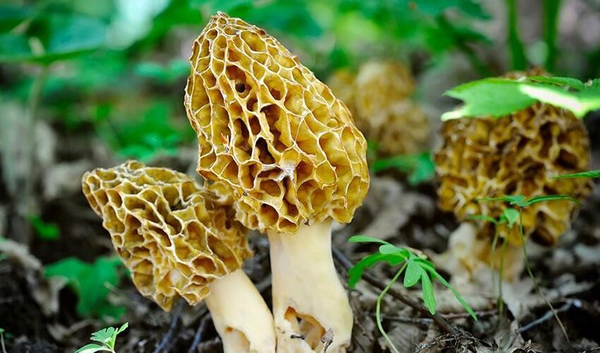 Tiga Bahan Makan Mentah ini Punya Harga Yang Sangat Fantastis Loh