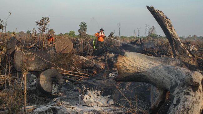 Miris! 260 Hektar Lahan Gambut ini Terbakar!