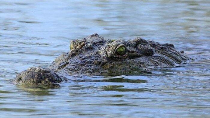 Buaya Peliharaan Warga Karanganyar Sepanjang 6 Meter Dikabarkan Lepas